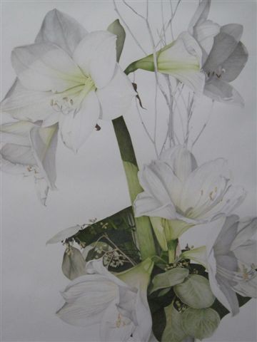 Amaryllis