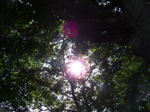 Peaking Sun