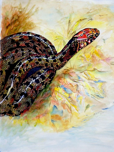 Corn snake
