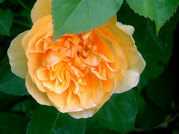 Apricot Rose