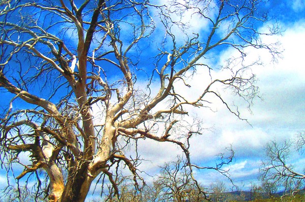 Tree near Shannon Lagoon Central Highlands TASSIE