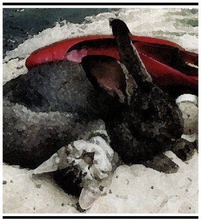 PAWS IN THE SAND
