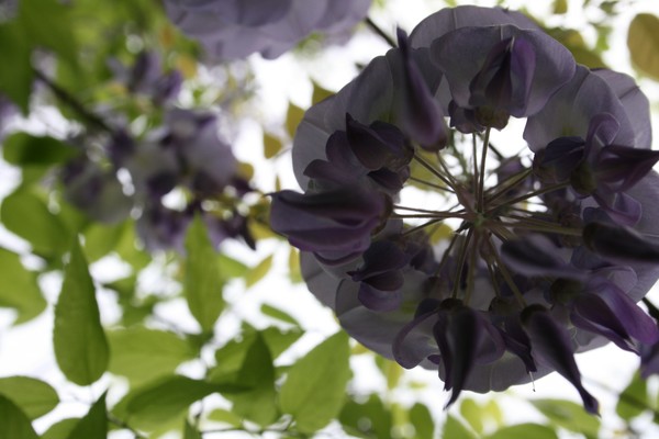 Whisteria Bush