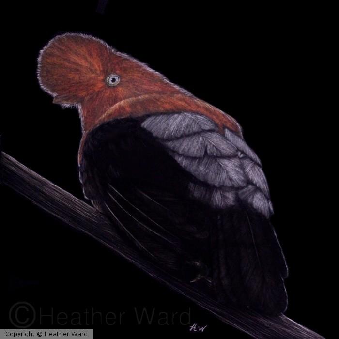 andean cock of the rock