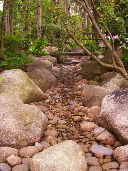 Reed Woods