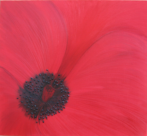 Field Poppy