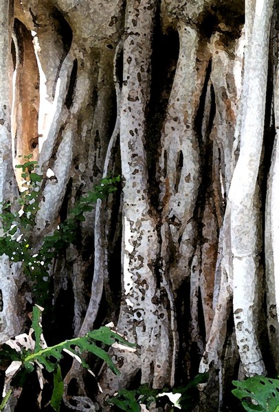 Banyon Tree