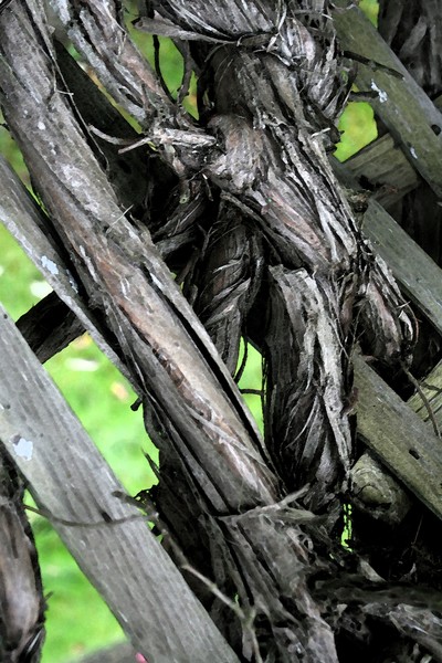 Branches on Fence