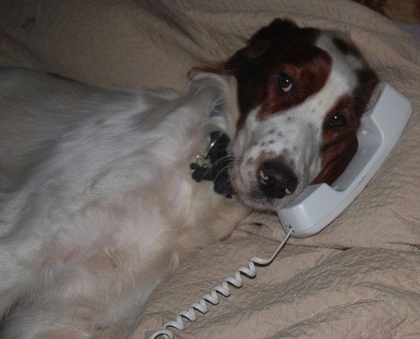 Molly's Phone Call