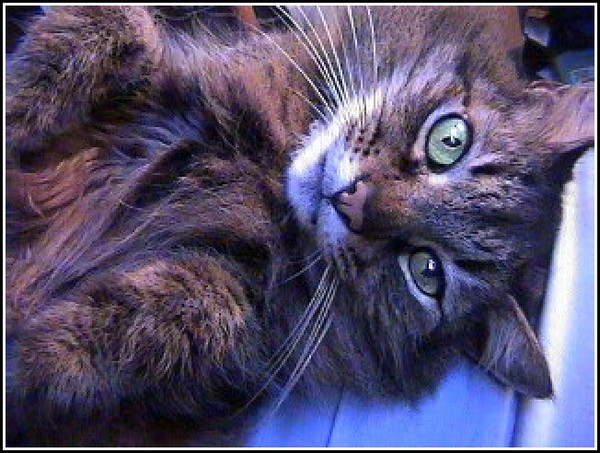 MON CHAT