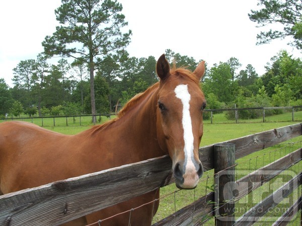Beautiful horse