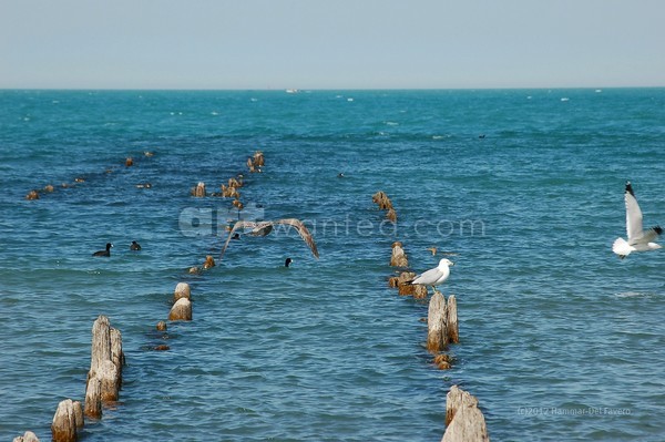 Seagull and Duck Pier Photo