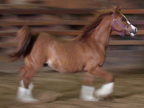 Arabian Gelding