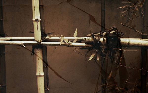 bamboo 1