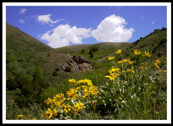 Rocky Outcropping