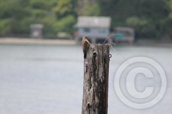 Northern Flicker