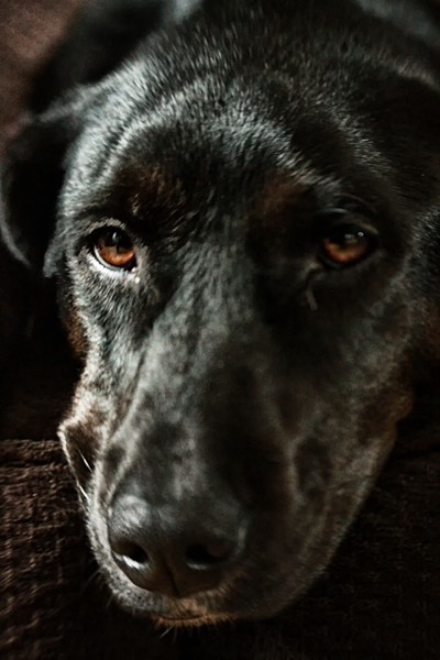 Mans best friend...