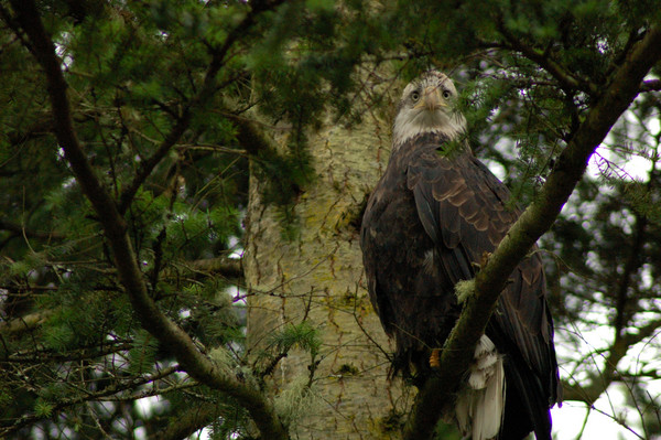 Eagle 1.1