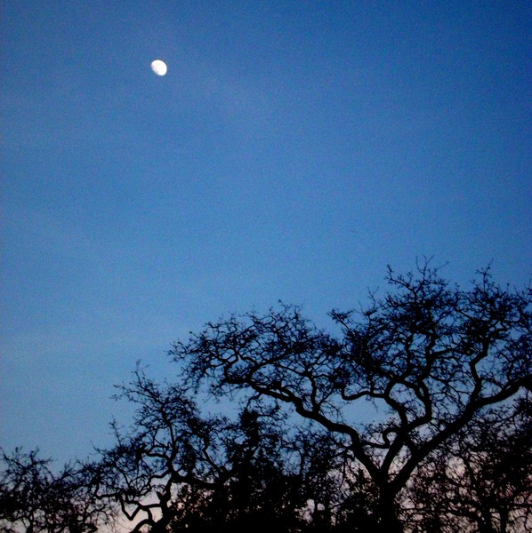 Twilight By Moonlight
