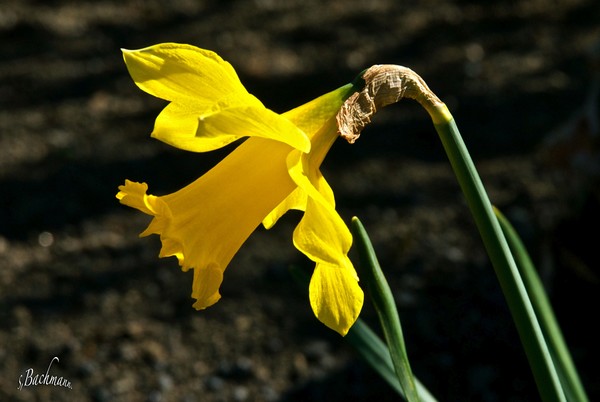 Profile of an Daffodil !