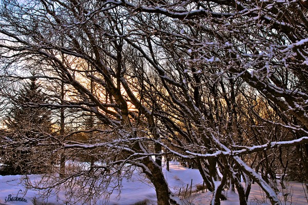 Beautiful winter day !