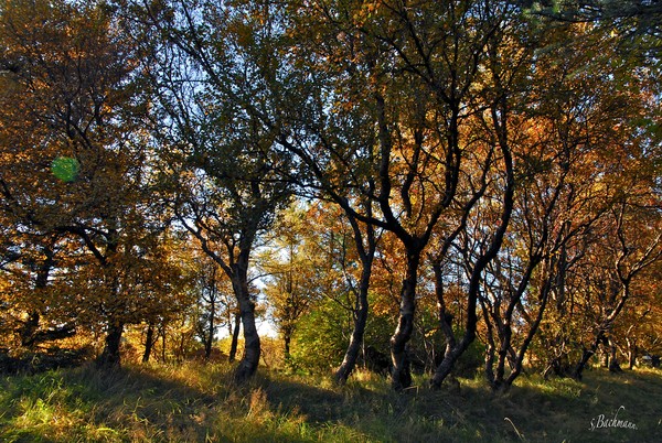  In between autumn trees !