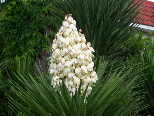 White Cap
