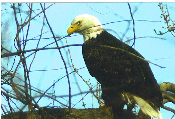 EAGLE