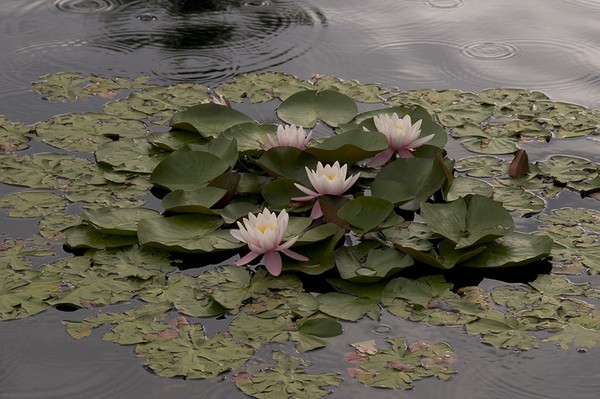 Raindrops And Lillies