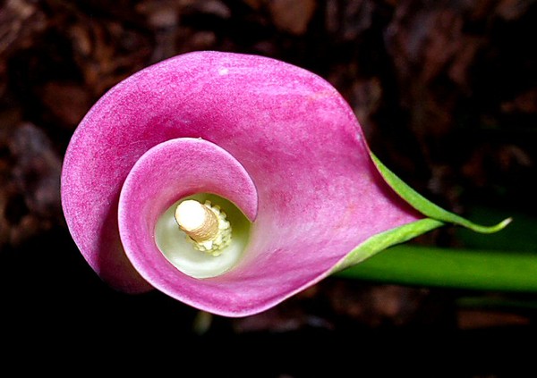 Calla Eye