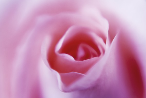 Pink Rose