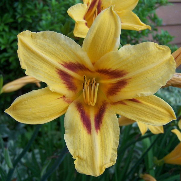 yellow