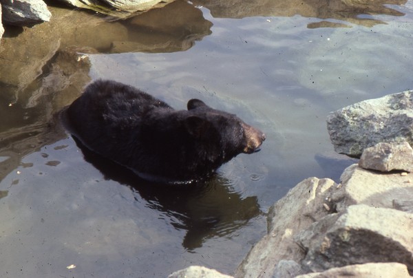 American Black Bear