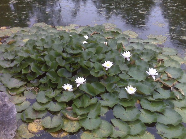 Lotus on a pond