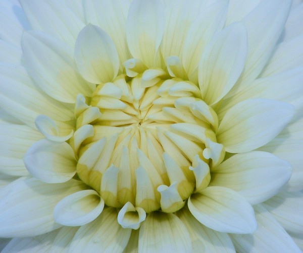 A Flower For Luck
