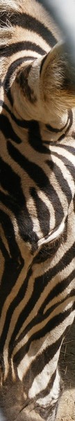 Stripes