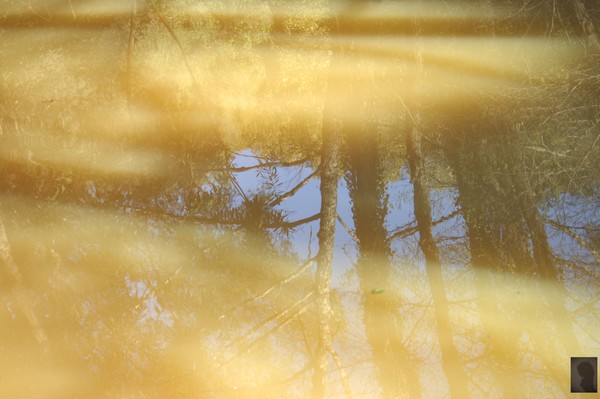 reflections and shadows ...