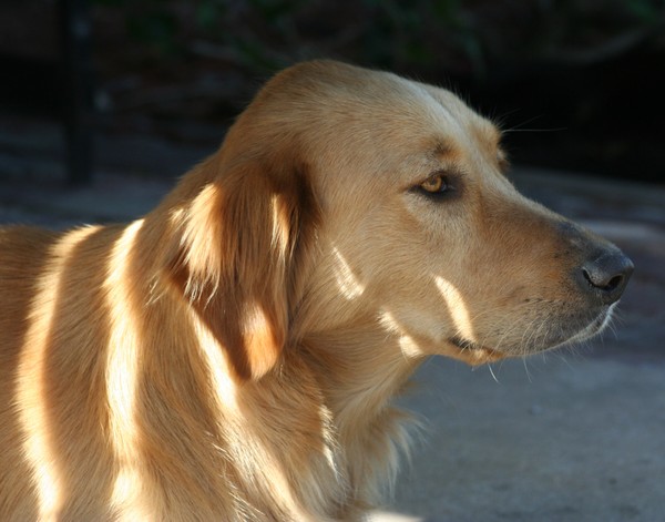 Watchful
