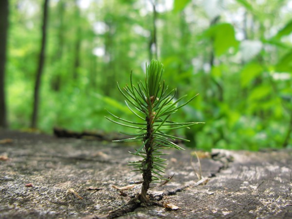 New Life