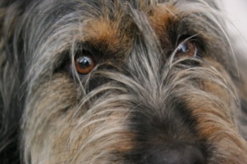 Lola