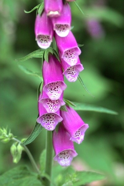 foxgloves
