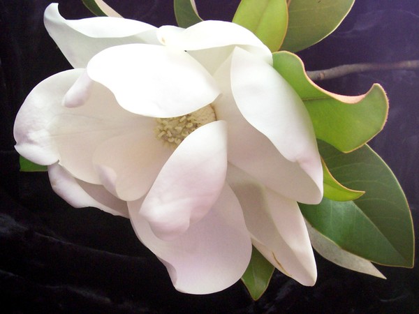 Magnolia. Photo.