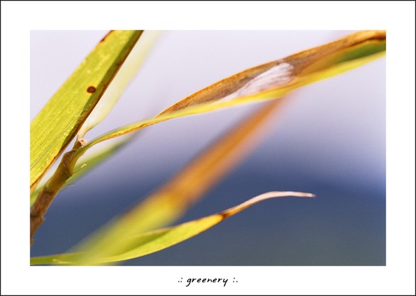 Greenery