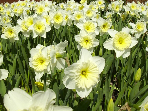 Field of Yellow