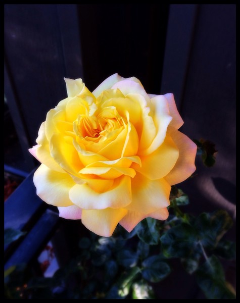 yellow rose