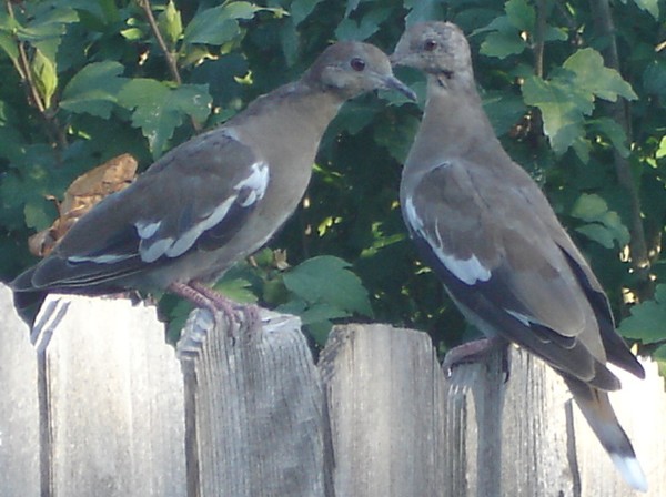two doves a sitting