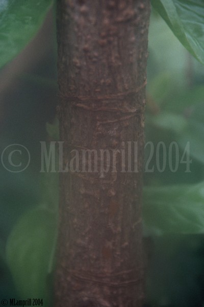 11-Botanic gardens, Amsterdam 2004