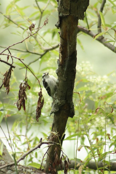 woodpecker