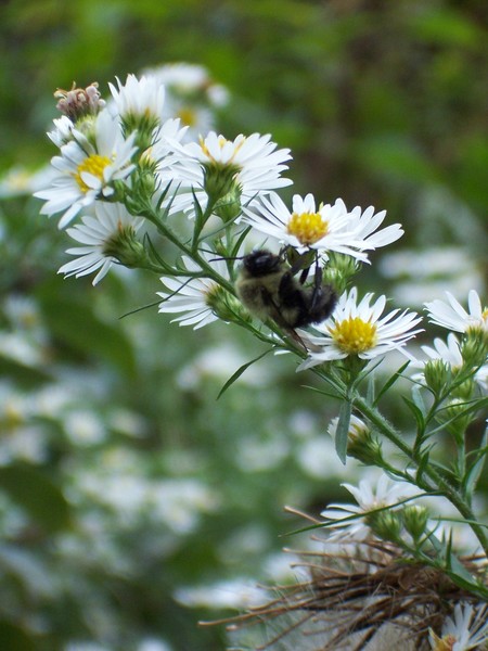 DAISY BEE