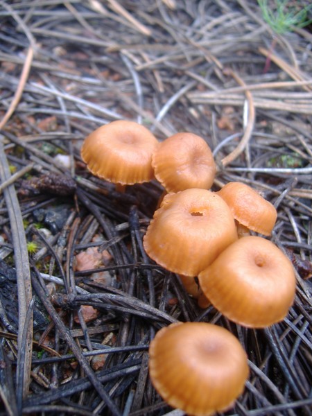 Mushrooms